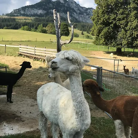 Haus Grimmingblick * Zlem